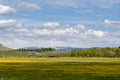 Green meadow with yellow flowers