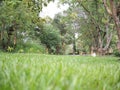 Green meadows in the backyard