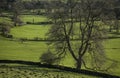 Green meadows and black trees, Peak District, England. Royalty Free Stock Photo