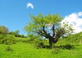 The green meadows of Caspian Hyrcanian forests , Iran