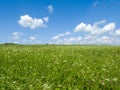 Green meadows and fields. White clouds in the blue sky Royalty Free Stock Photo