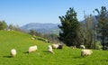 Green meadows with grazing sheep, Orendain in Euskadi