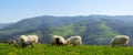 Green meadows with grazing sheep, Orendain in Euskadi Royalty Free Stock Photo