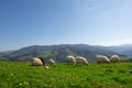 Green meadows with grazing sheep, Orendain in Euskadi Royalty Free Stock Photo