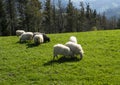 Green meadows with grazing sheep, Orendain in Euskadi