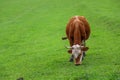 Green meadows , horses, cows, sheep Royalty Free Stock Photo
