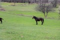 Green meadows , horses, cows, sheep