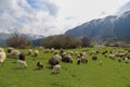 Green meadows , horses, cows, sheep Royalty Free Stock Photo