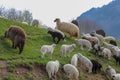 Green meadows , horses, cows, sheep