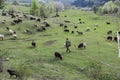 Green meadows , horses, cows, sheep