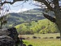 Green meadows on mountains with oak trees Royalty Free Stock Photo