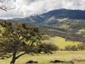 Green meadows on mountains with oak trees Royalty Free Stock Photo