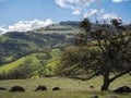 Green meadows on mountains with oak trees Royalty Free Stock Photo