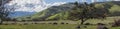 Green meadows on mountains with oak trees Royalty Free Stock Photo