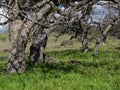 Green meadows on mountains with oak trees Royalty Free Stock Photo