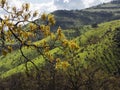 Green meadows on mountains with oak trees Royalty Free Stock Photo