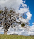 Green meadows on mountains with oak trees Royalty Free Stock Photo