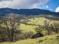 Green meadows on mountains with oak trees Royalty Free Stock Photo