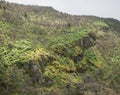 Green meadows on mountains with oak trees Royalty Free Stock Photo