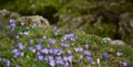 The green meadows and purple flowers in spring