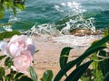 Green  Mediterranean Sea  water and splash pink flowers ,tropical palm plant  summer  vacation holiday  template background Royalty Free Stock Photo