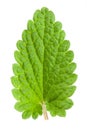 Green melissa leaf or lemon balm isolated on white background Royalty Free Stock Photo