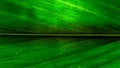 Green Melody in the Silence of Nature Royalty Free Stock Photo