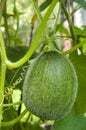Green melon Royalty Free Stock Photo