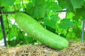 Green melon Royalty Free Stock Photo