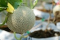 Green melon or cantaloupe growing with blur background close up Royalty Free Stock Photo