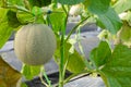 Green melon or cantaloupe plants growing in greenhouse garden Royalty Free Stock Photo