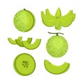 Green Melon Fruit Isolated