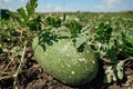 Green melon growing in the field. Unripe melon