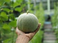 Green melon on the hands of gardeners.