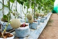 Green melon or Japanese cantaloupe in farm background. Green cantaloupe melon growing in plastic flowerpot agriculture Royalty Free Stock Photo