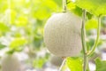 Green melons or cantaloupe melons plants growing in greenhouse. Royalty Free Stock Photo