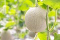 Green melons or cantaloupe melons plants growing in greenhouse. Royalty Free Stock Photo