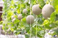 Green melons or cantaloupe melons plants growing in greenhouse. Royalty Free Stock Photo