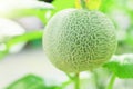 Green melons or cantaloupe melons plants growing in plastic greenhouse Royalty Free Stock Photo