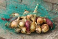 Green mesh bag with small onions Royalty Free Stock Photo