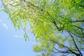 Green Mesquite tree leaves with sky Royalty Free Stock Photo