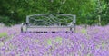 Green metal bench Surrounded by Lavender Blossoms Royalty Free Stock Photo