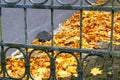 A green metal fence through which you can see yellow autumn tree leaves lying on the ground