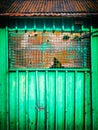 Green metal shack detail. Mesh on a window.