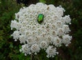 Green metallic beetle on a flower. Royalty Free Stock Photo