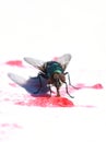 Green metallic bottle fly Lucilia sericata sucking up red jam from a plate Royalty Free Stock Photo