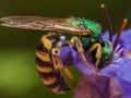 Green metallic sweat bee dives headfirst into purple flower for Royalty Free Stock Photo