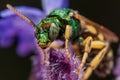 Green Metallic Sweat Bee on Purple flower Royalty Free Stock Photo