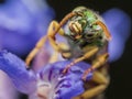 Green metallic sweat bee on purple flower tugs on antenna