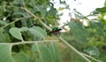 Green metallic wood-boring beetle stay on leaf during day time in the forest with green background